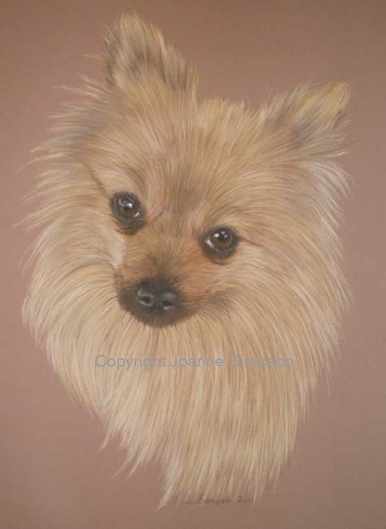 Pomeranian pet portrait by Joanne Simpson